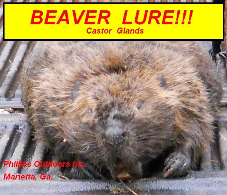 Beaver Lure- w/Castor Gland 1oz. bottle! Traps &Trapping 3