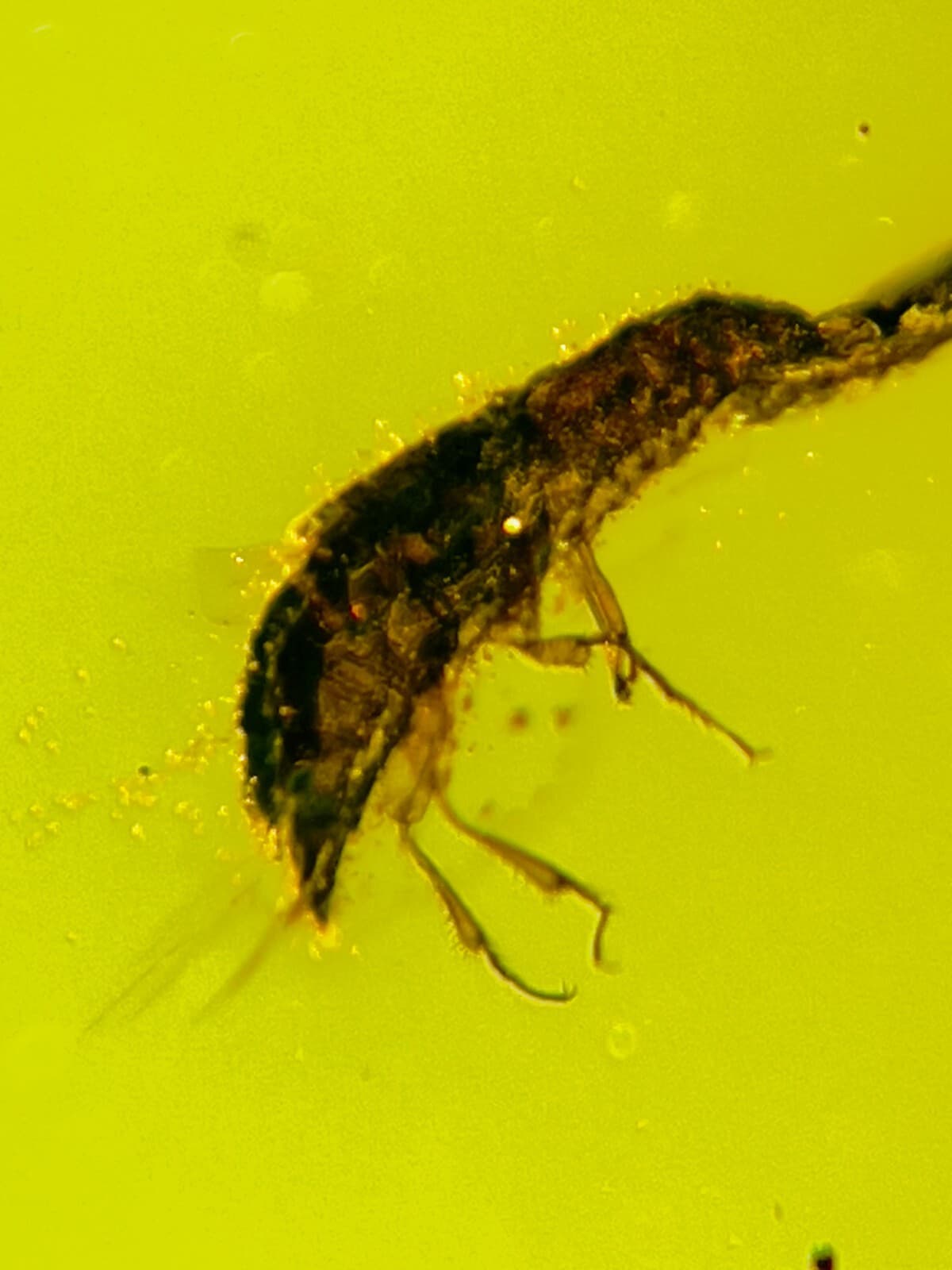 Fossil amber Insect burmite Burmese Cretaceous Beetle Insect Myanmar 2