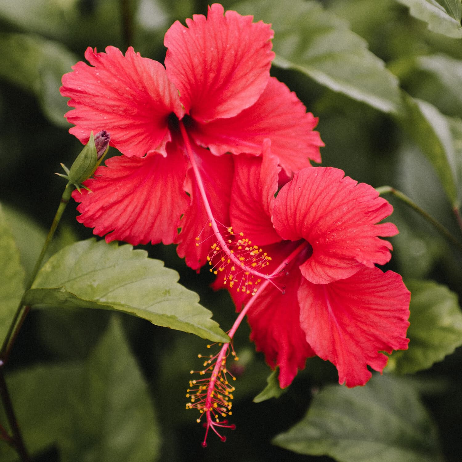 Hibiscus Tea Bags 3-Pack (90 Bags) All-Natural Caffeine-Free Hibiscus Flower Tea 4