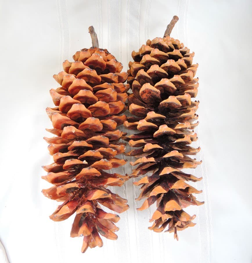Lot of 2 Giant Golden Sugar Pine Cones 15" 2
