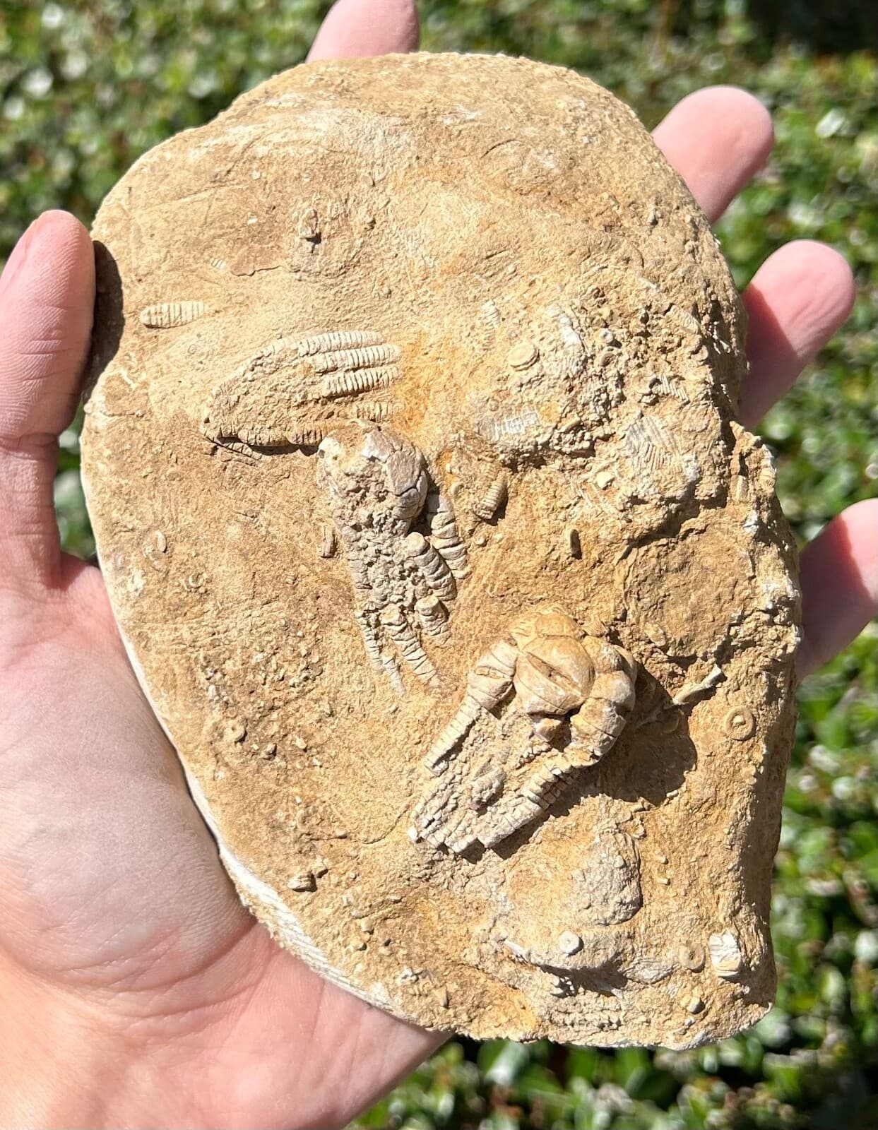 TRIPLE Fossil Crinoids in Matrix Cymbiocrinus Agassizcrinus Alabama Bangor Fm 2