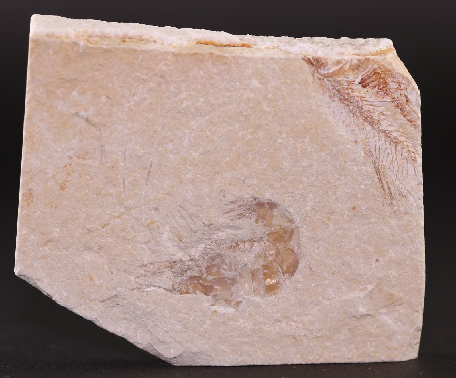 Fossil Nice Shrimp Unpainted & Partial Fish Cretaceous Lebanon COA 3800