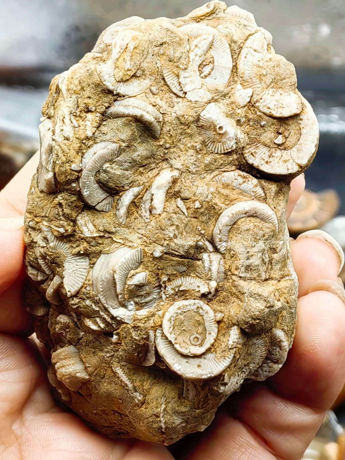 Natural Devonian prehistoric Jurassic biota crinoids Fossils 3