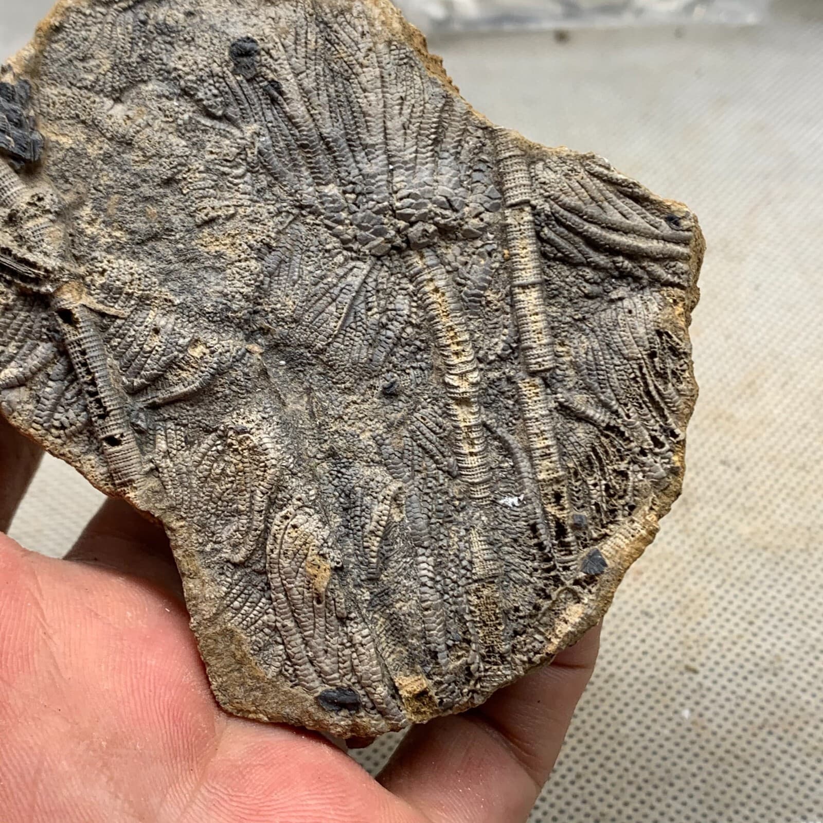 120 grams of fossils of crinoid from the Guanling Biota in Guizhou 3