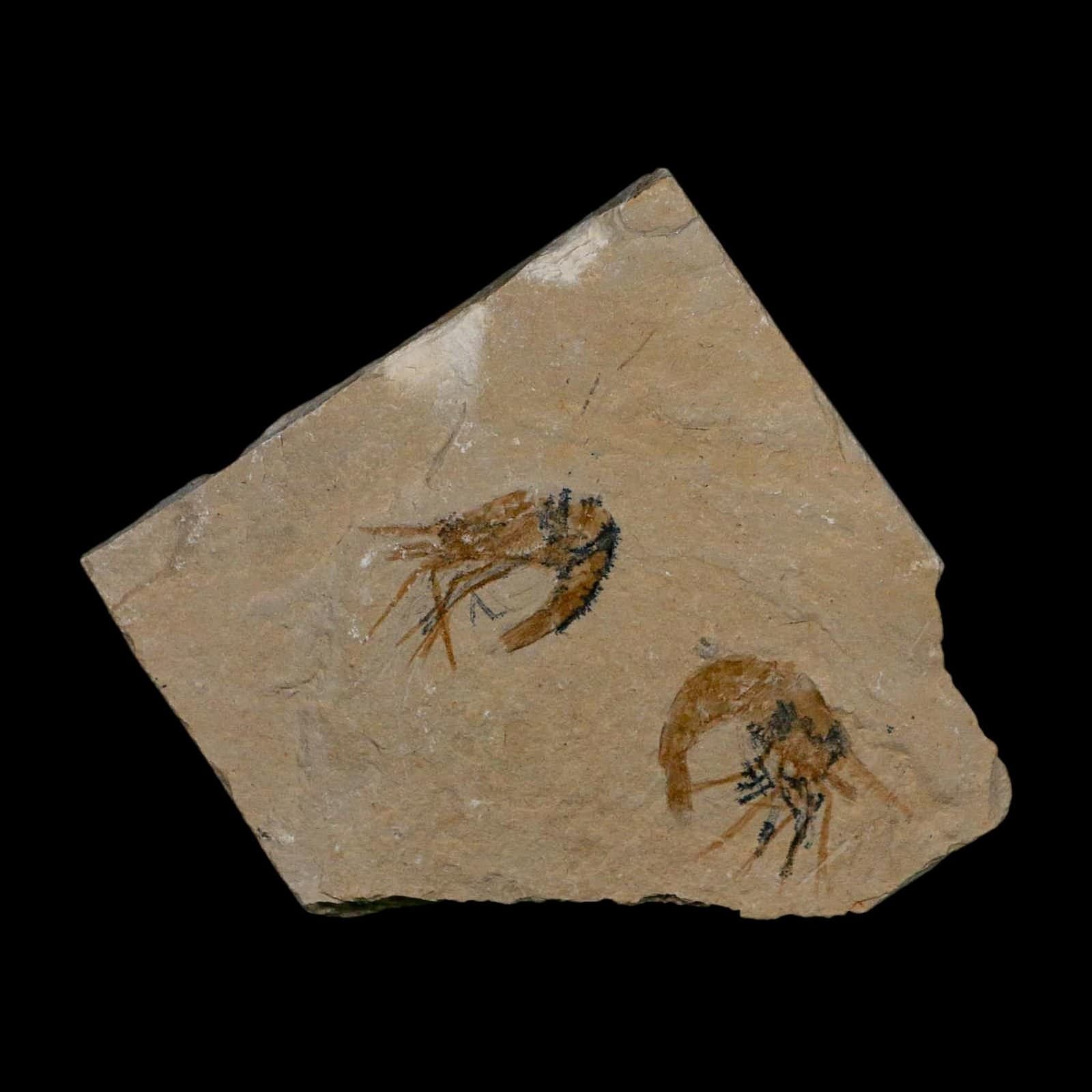 2 Two Fossil Shrimp Carpopenaeus Cretaceous Age 100 Mil Yrs Old Lebanon COA 2