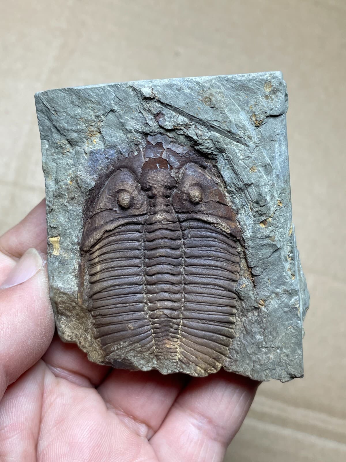 100g natural Silurian period Coronocephalus Trilobite specimen stone
