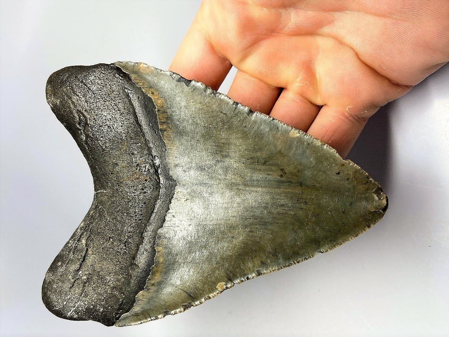 5 INCH REAL MEGALODON SHARK TOOTH BIG FOSSIL GIANT GENUINE PREHISTORIC MEG TEETH 4
