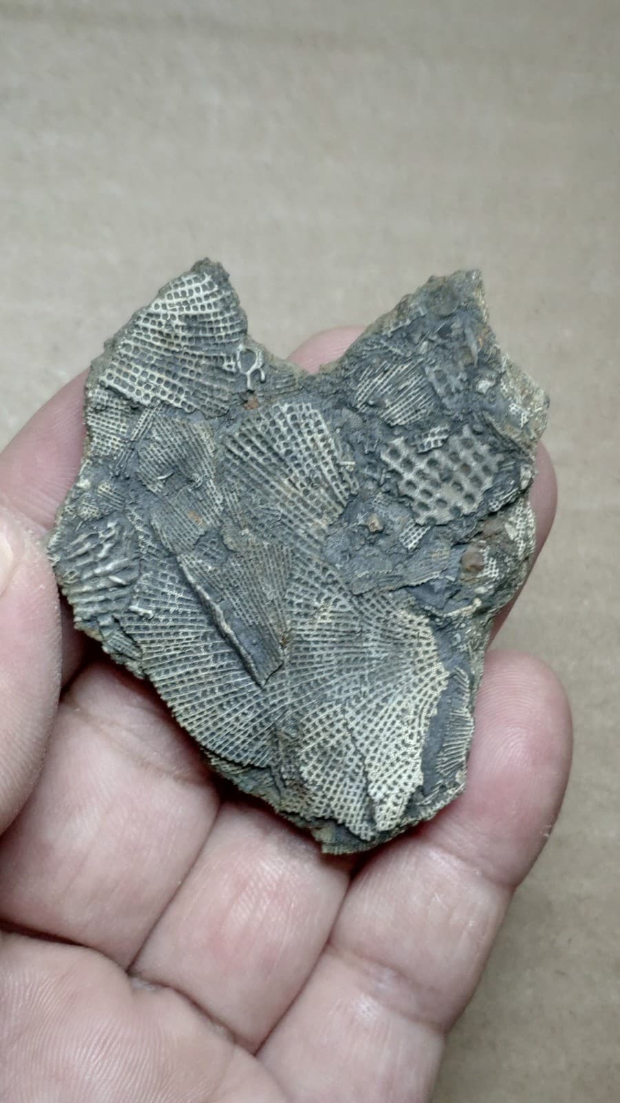 27g Bryozoa specimen from Cambrian Period 4