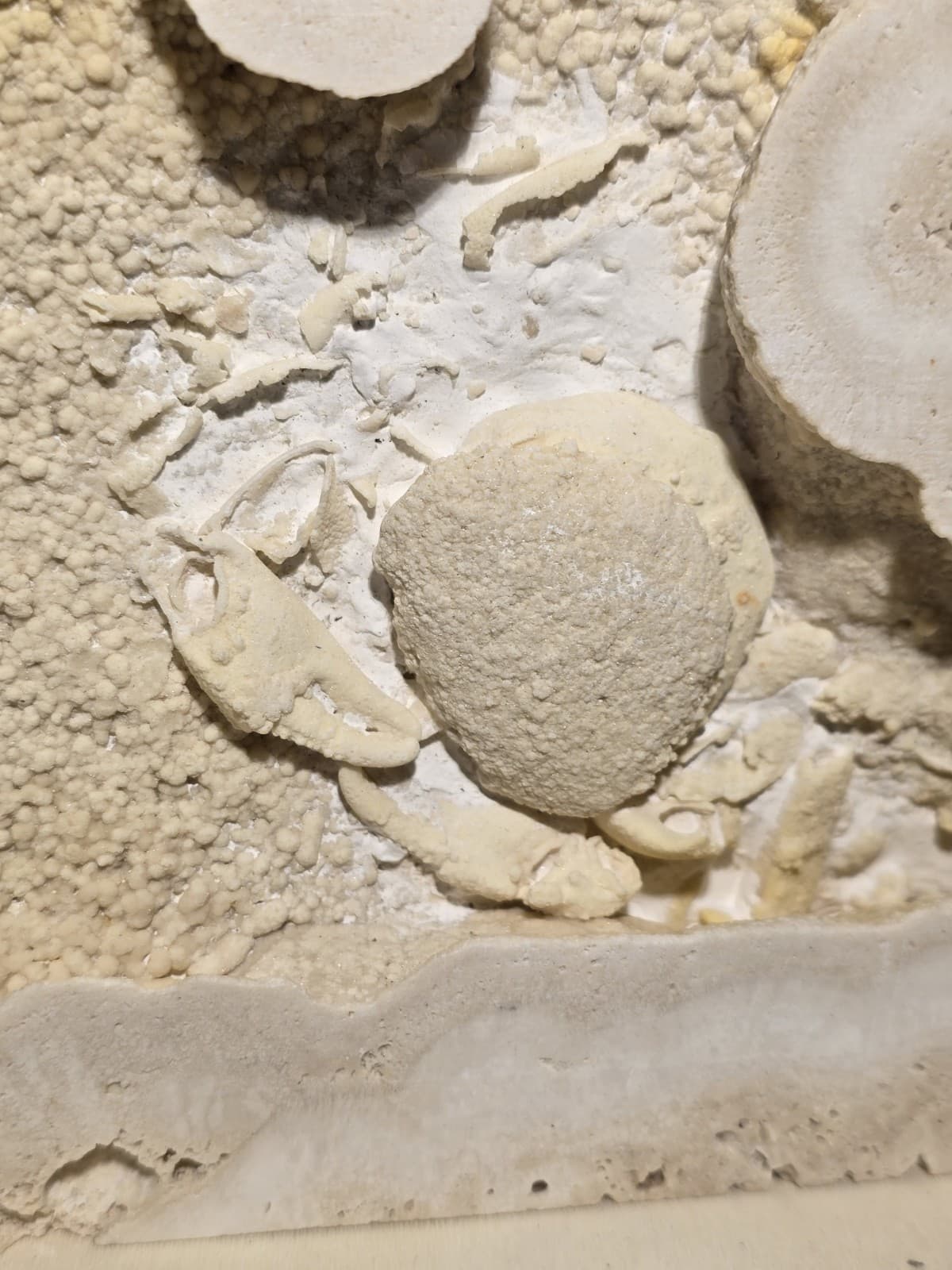 Travertine crab fossil 2