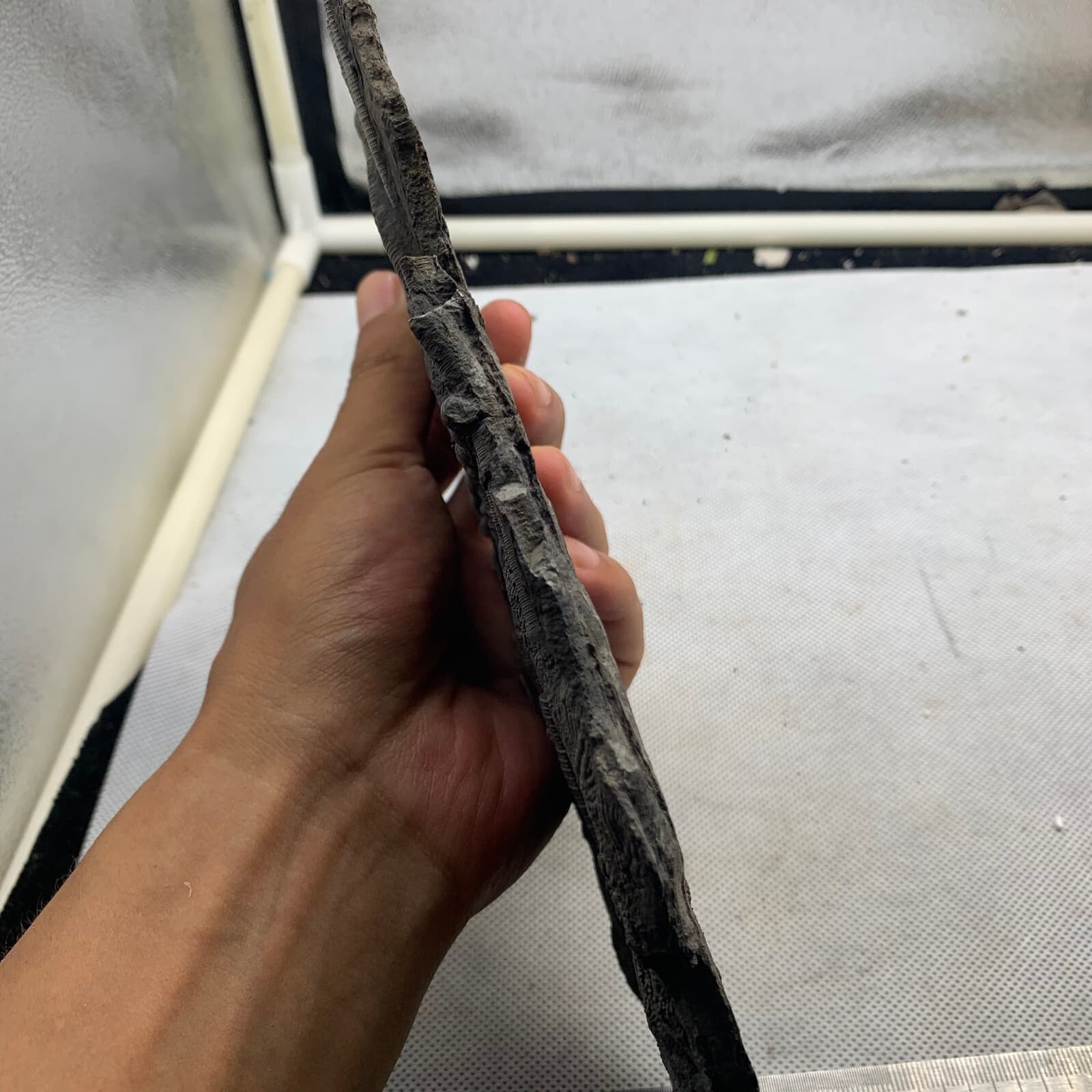 350 grams of fossils of crinoid from the Guanling Biota in Guizhou 5