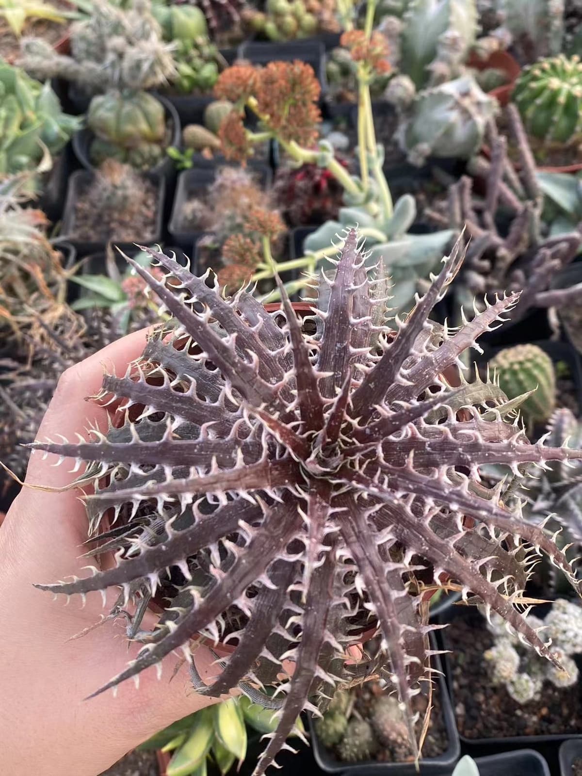 Dyckia goehringii × macedoi  RareSucculent  Plant Garden Décor Boutique
