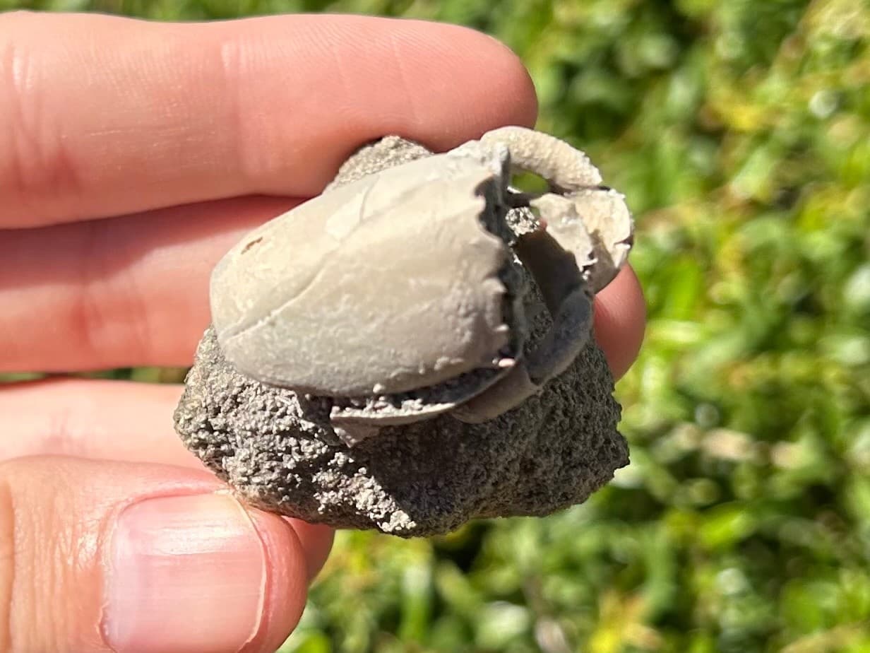 Florida Fossil Crab in Matrix Ranilia muriceta Pliocene Age Crustacean Rare 4