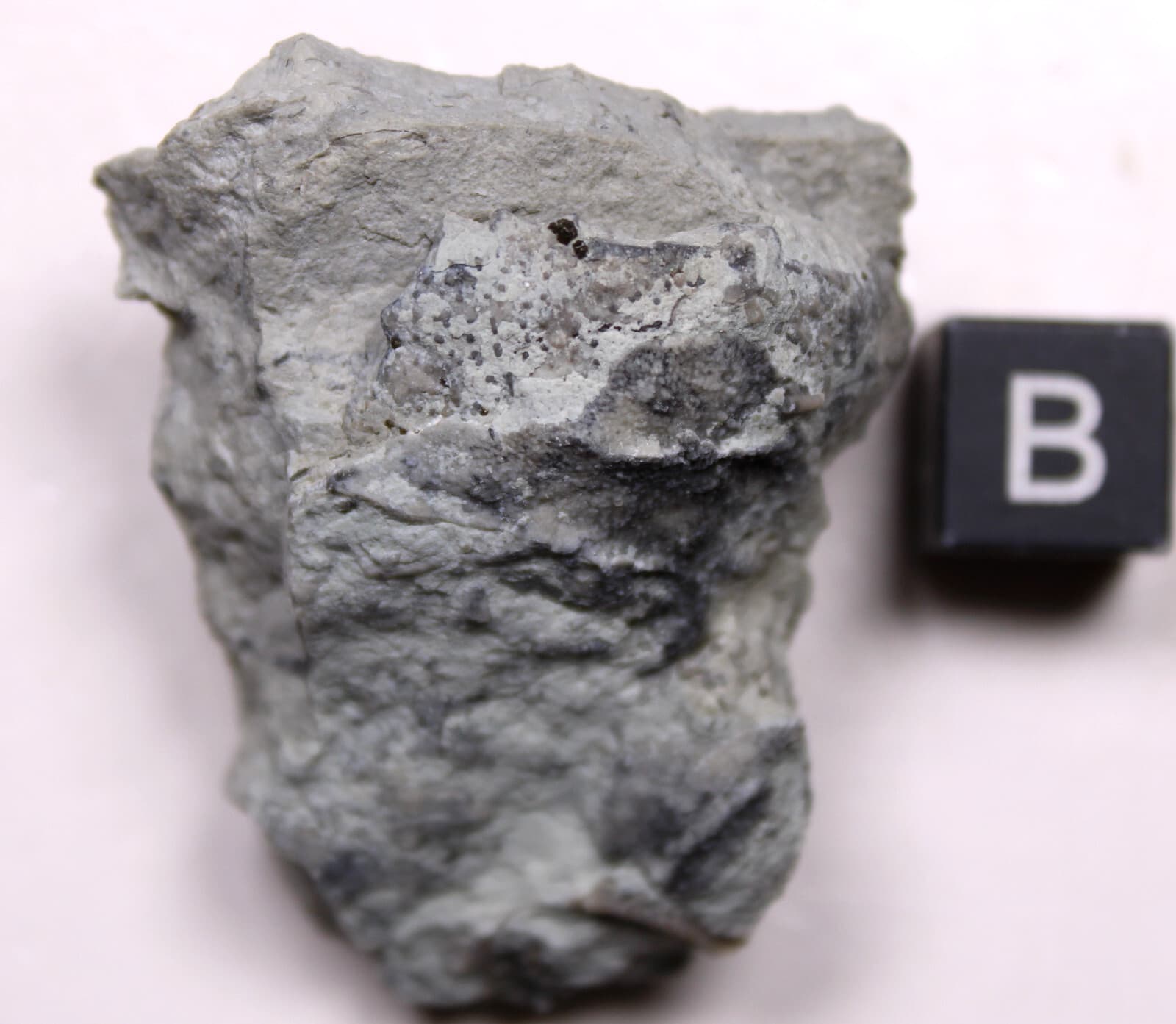 Eucalyptocrinites eldrodi Silurian Crinoid Calyx Waldron Shale Indiana Fossil 4