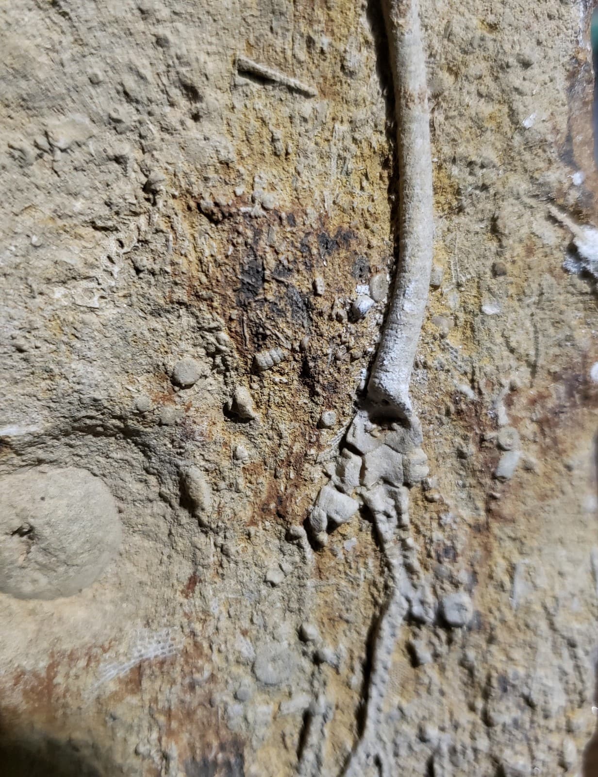 Large Fossil Crinoids on Mississippian Plate from Franklin Co,Northern  Alabama  4