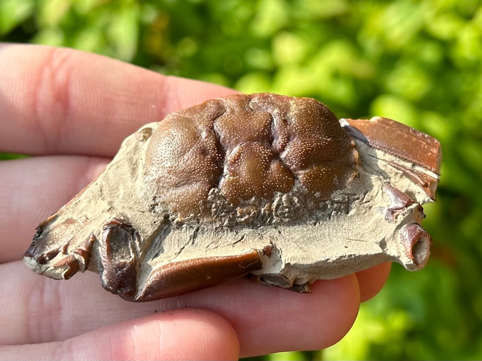 China Fossil Crab Rare Cenozoic Age Crustacean Chinese Fossils 4