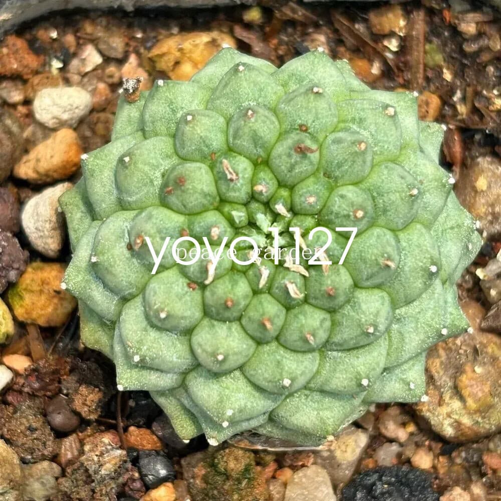 Euphorbia Obesa Hook Astrophytum RareSucculent Plant Garden 3CM 6