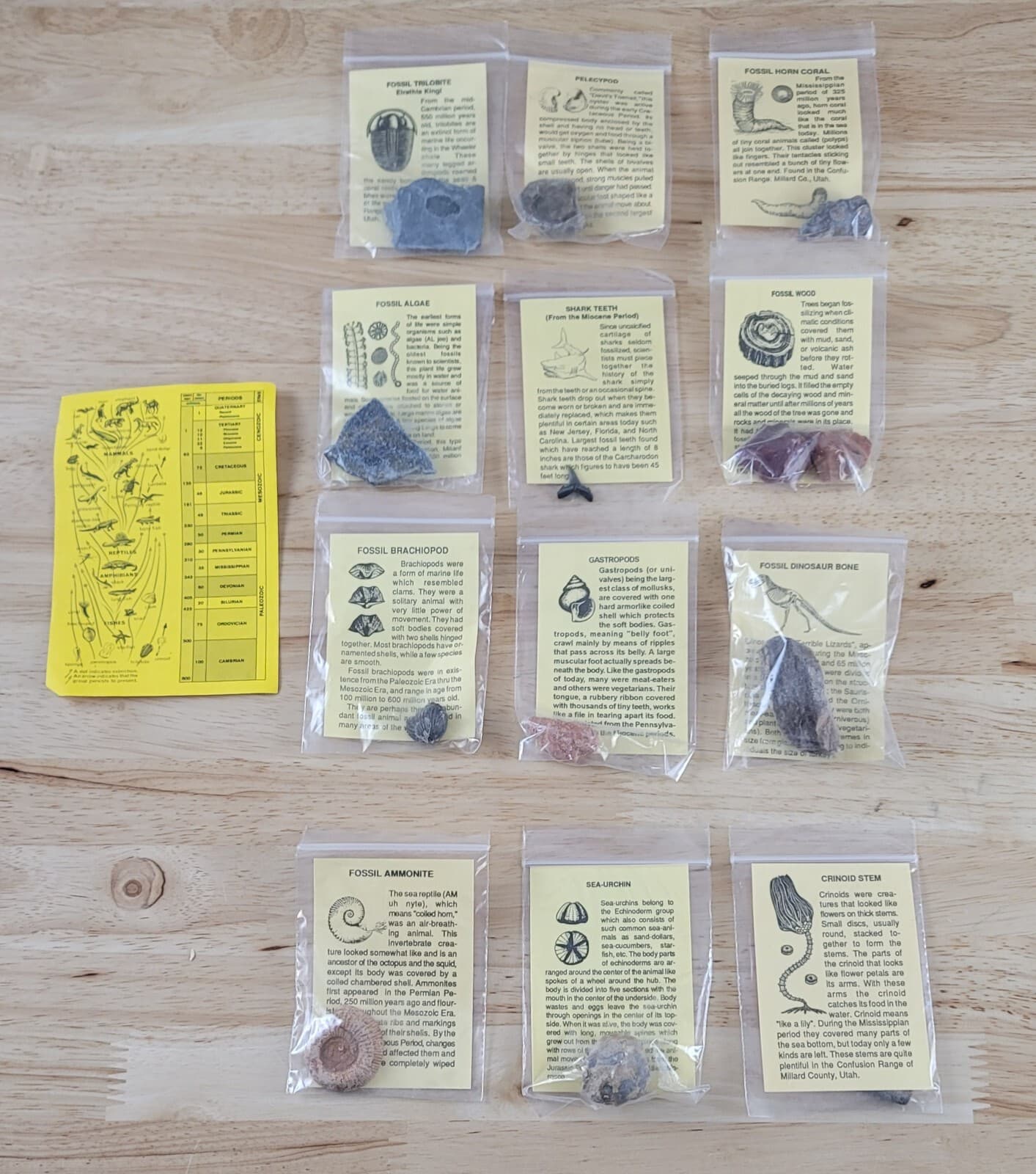 FOSSIL COLLECTION w/ASSOCIATED DESCRIPTIONS 12 Piece Set Trilobite-Dinosaur Bone