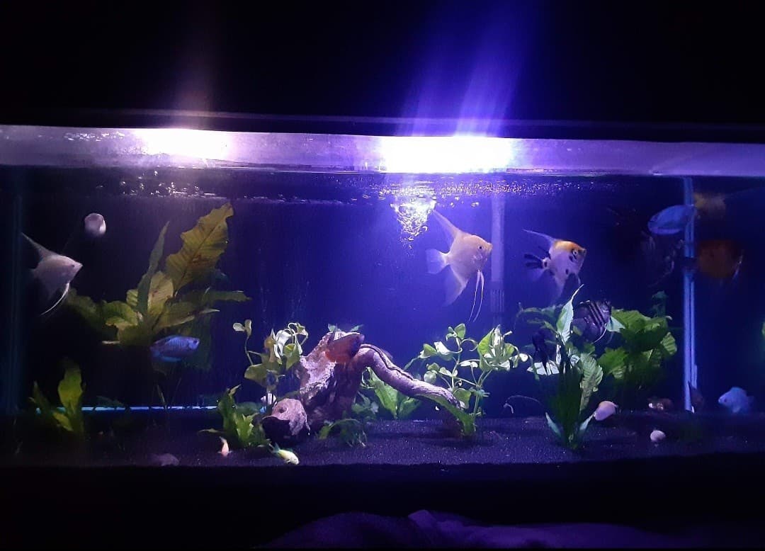40 Gallon Aquarium For Sale. Tank Comes With  Everything. 3