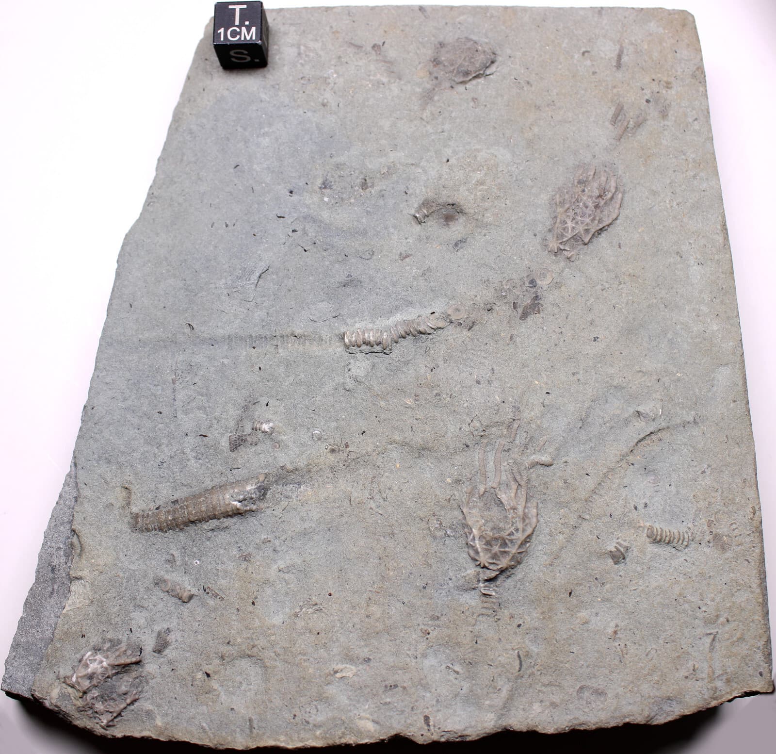 Glyptocrinus decadactylus Crinoids & Scolecodonts KY Ordovician Fossils
