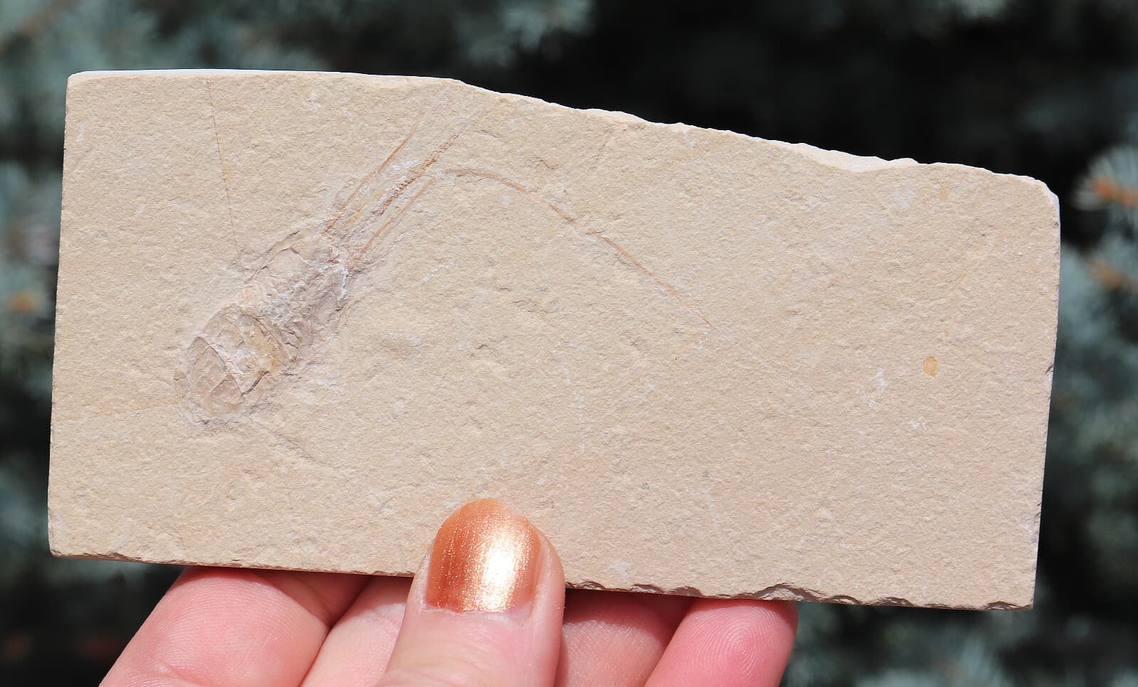 Fossil Shrimp From Solnhofen Germany 12.9 Cm's  Well Preserved History  Jurassic 5