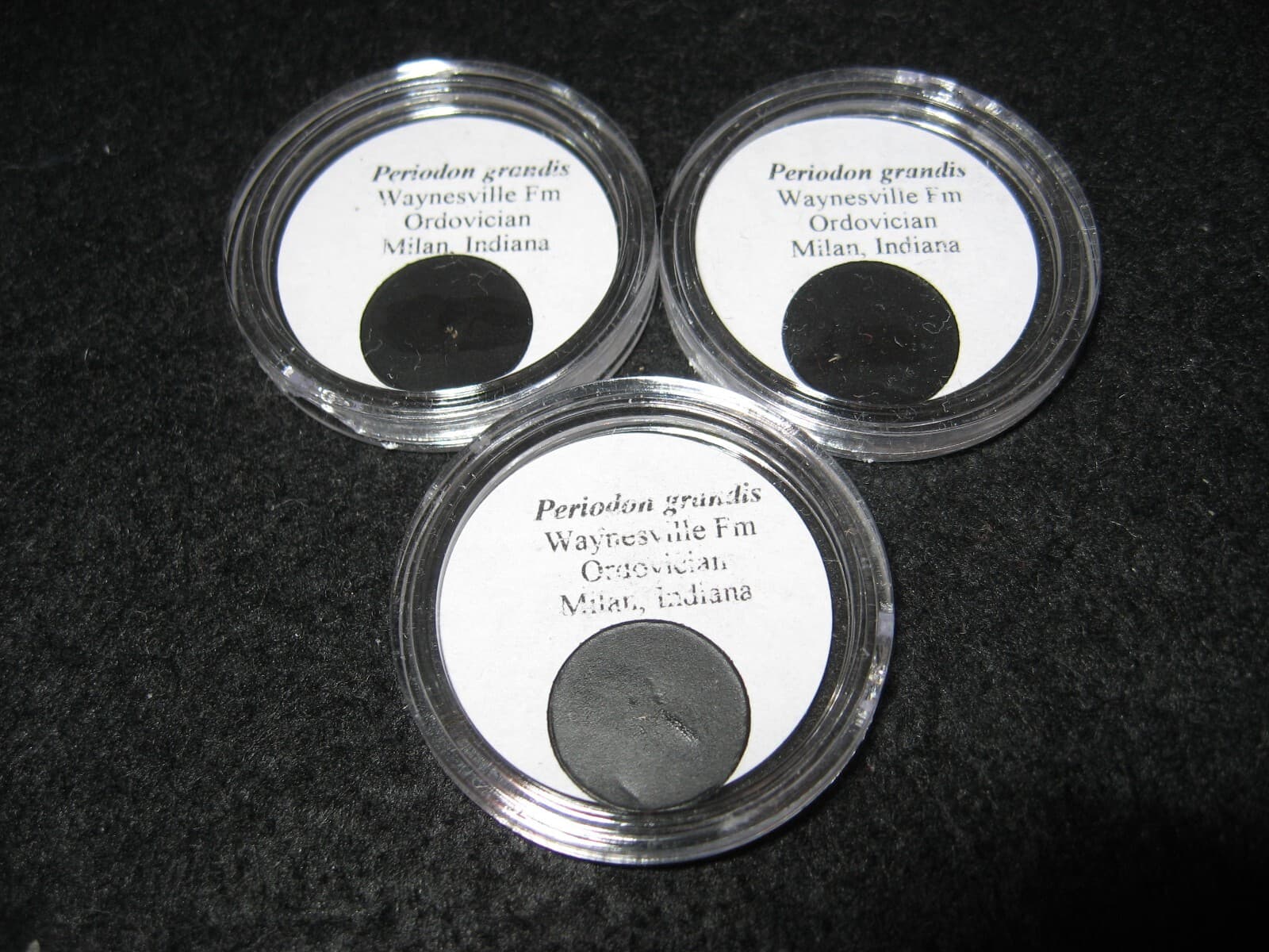 Ordovician Waynesville Fm Conodont fossil jaw element Periodon grandis 1/bid 2