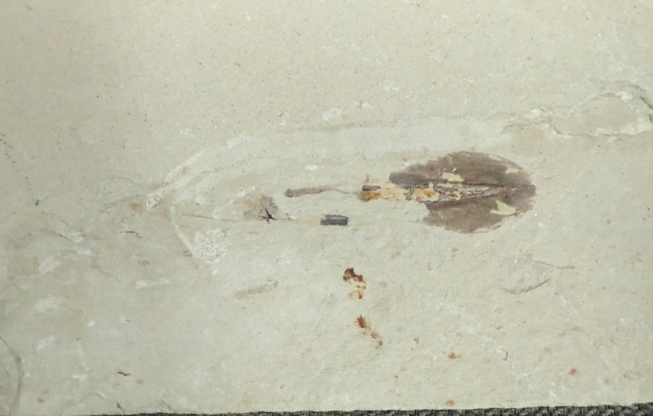 Lebanon Marine Fossil, Rare Squid with visible ink sac . 100 Million Years.