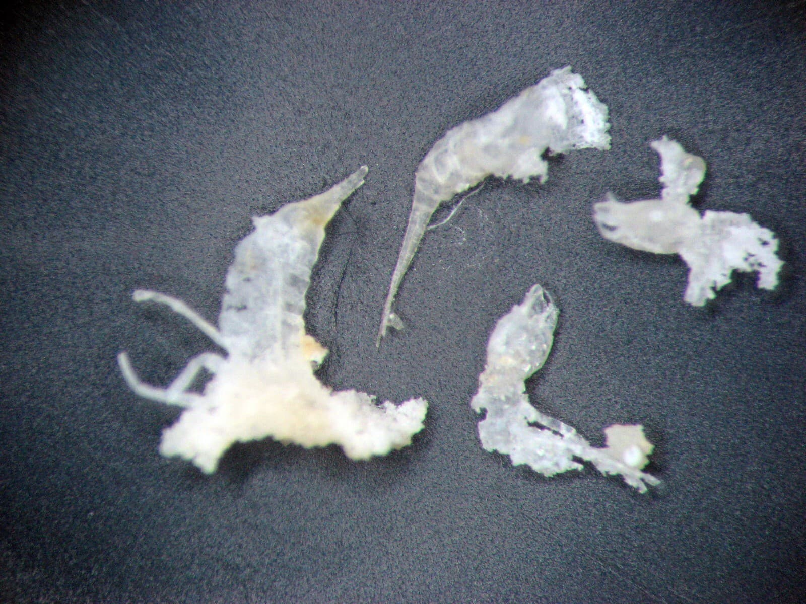 Miocene SILICIFIED DIVING BEETLE Schistomerus fossil slide Barstow California 3