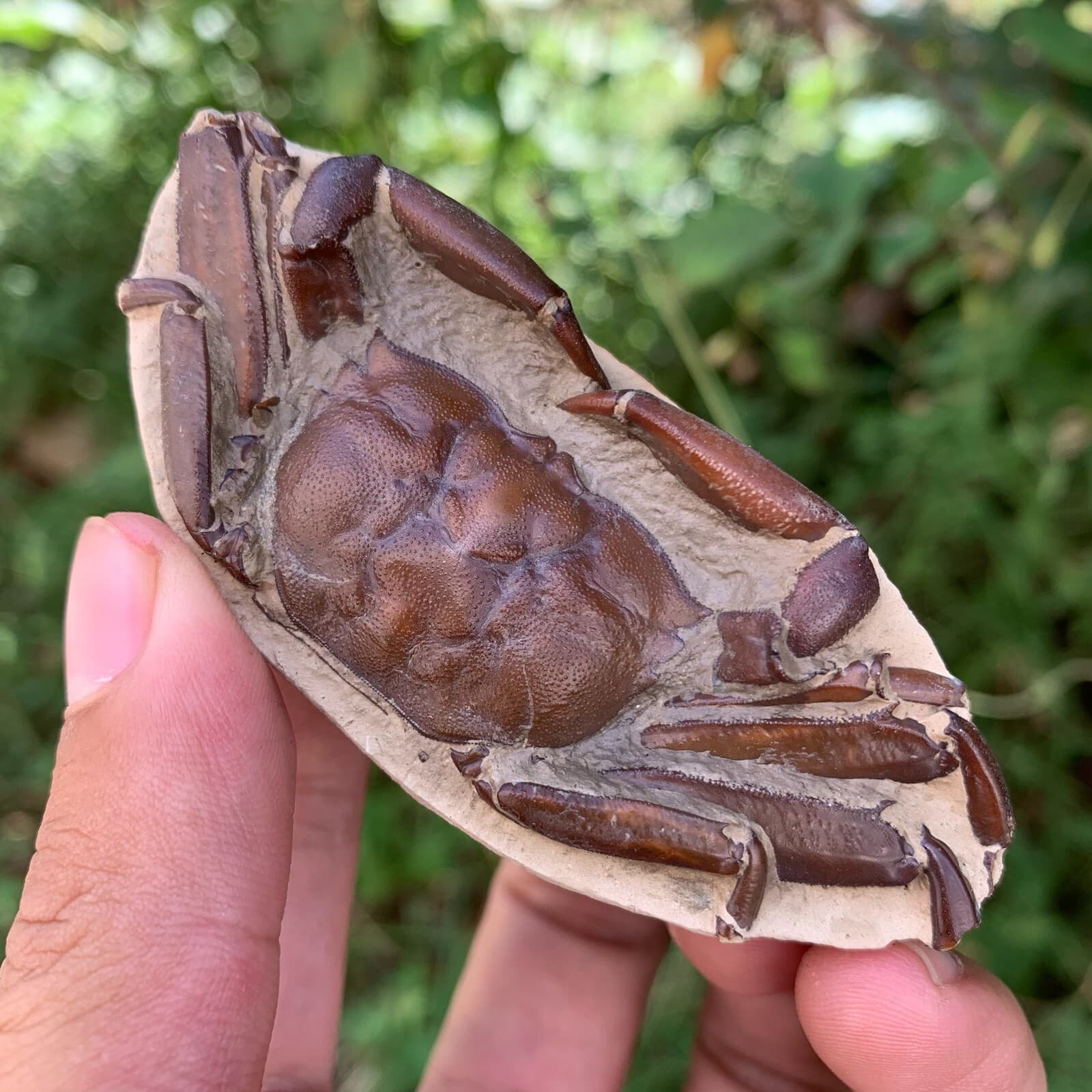 Jurassic Period Perfect Crab Fossil Dinosaur Age 4