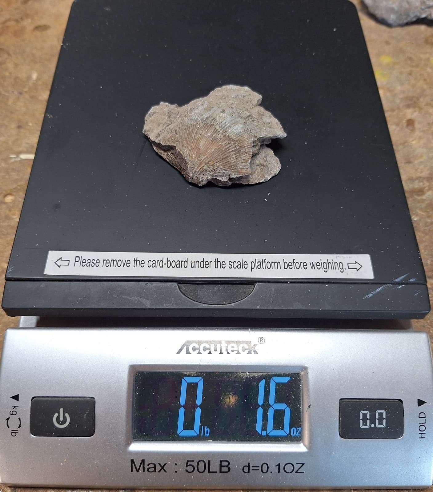 Fossil Brachiopod In Limestone Devonian Period Michigan 5