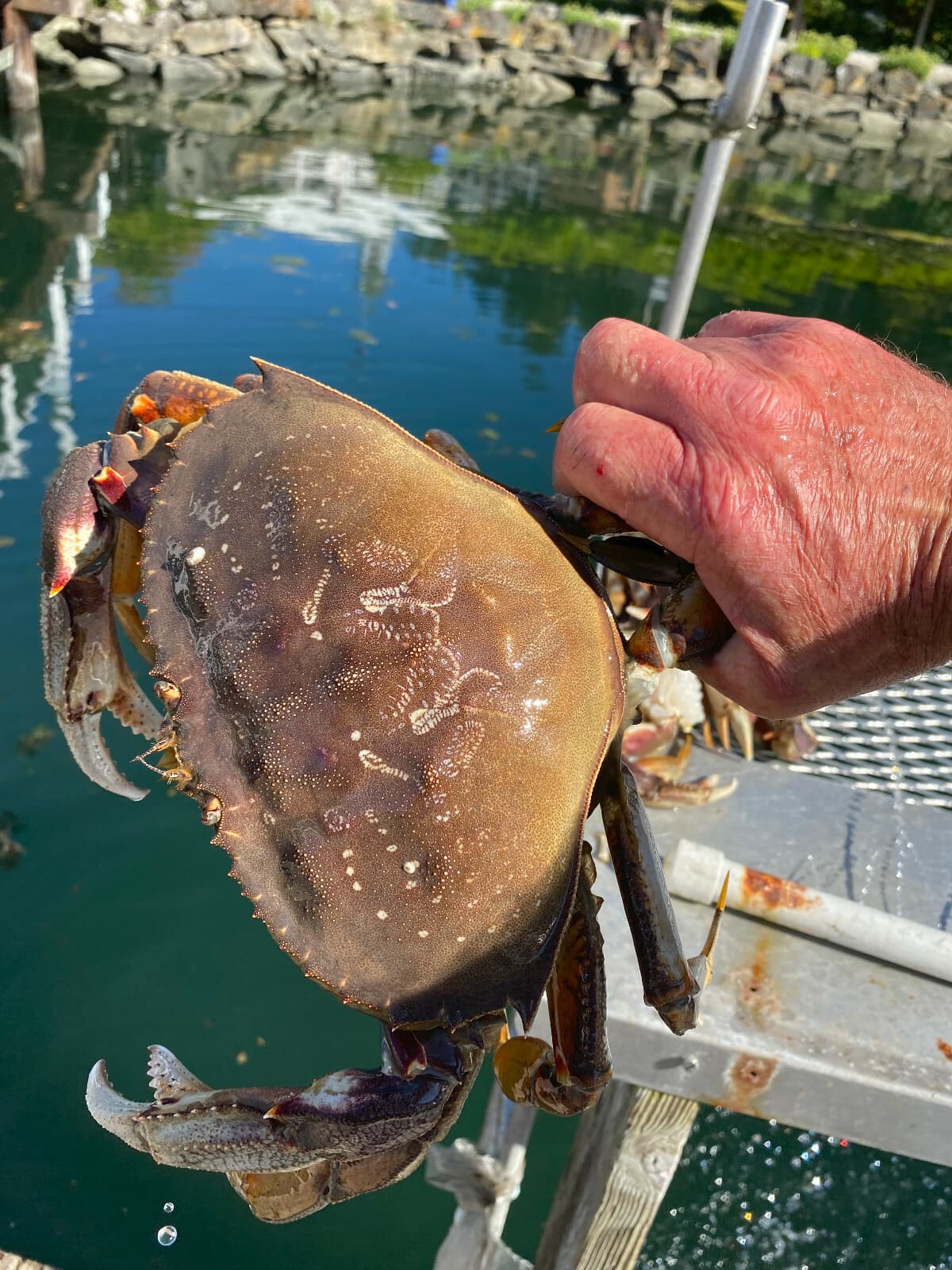 Uncle Bob's USA Bait Sauce, Crab, Shrimp, 100% Natural, Attractant Bait Oil 64oz 6