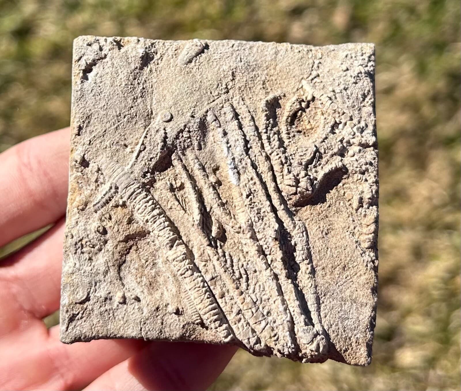 Alabama Fossil Crinoids in Matrix Cymbiocrinus and Aphelecrinus Bangor Limestone