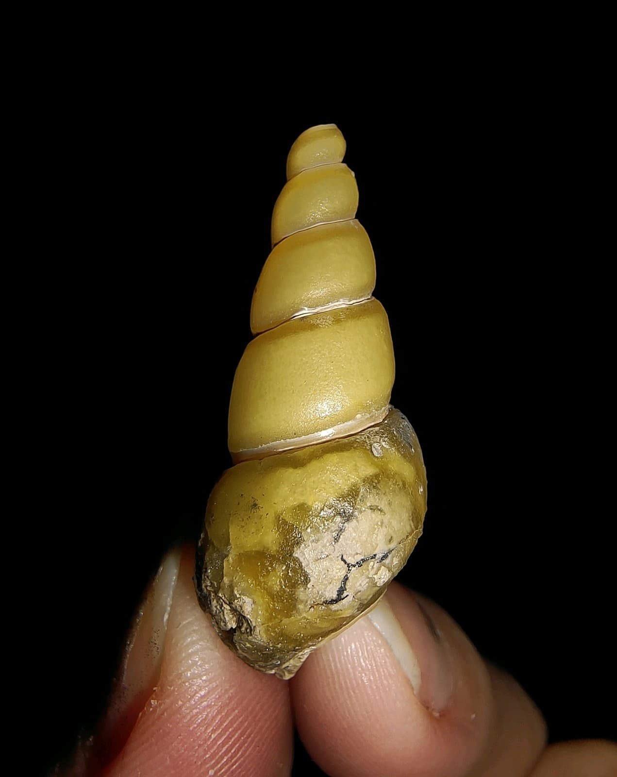 SEA SHELL MOLLUSCA FOSSIL, GASTROPODA, THIARIDAE, FROM JAVA, INDONESIA 29MM 2