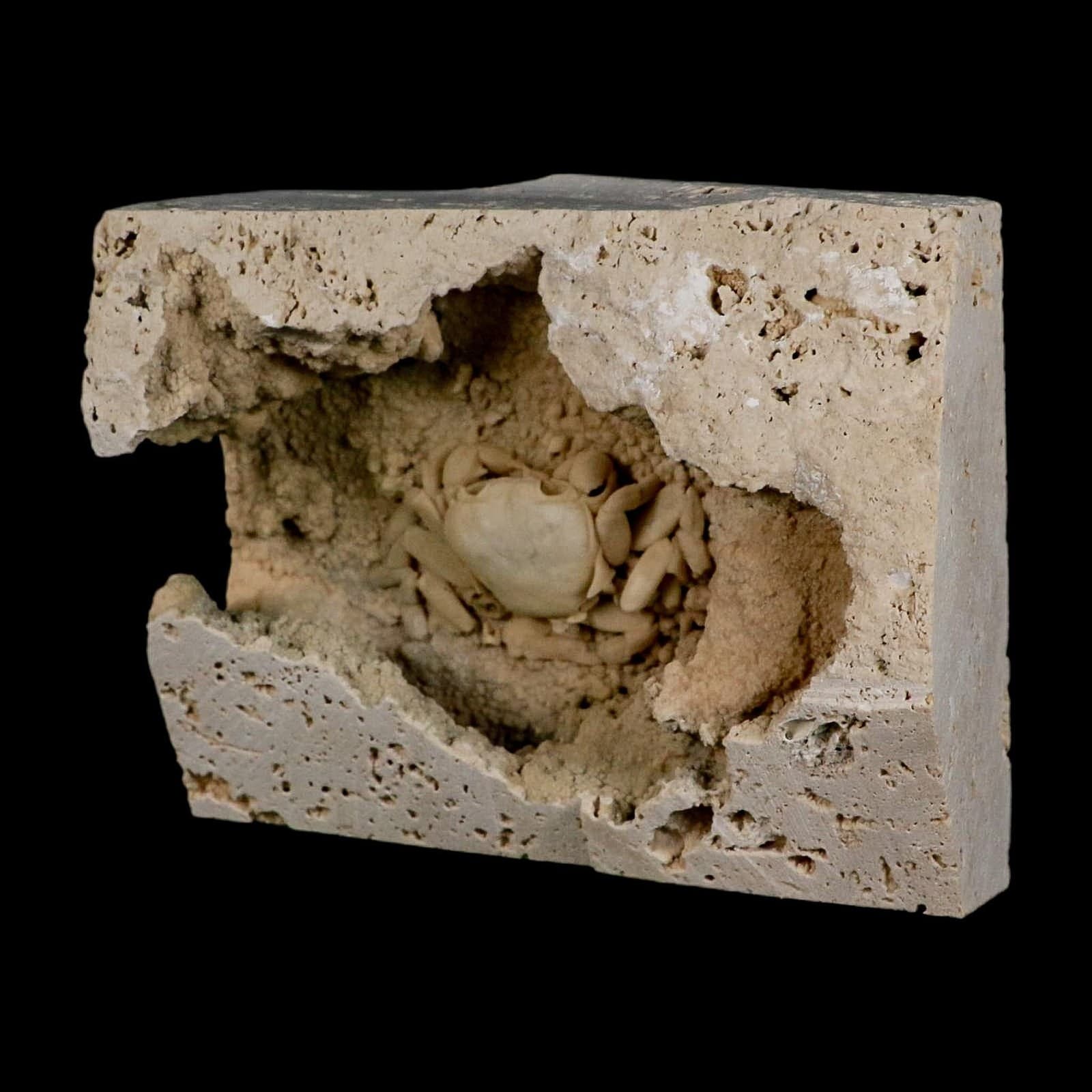 2.2" Potaman Sp Fossil Freshwater Crab In Travertine Denizli Basin Southwest 3