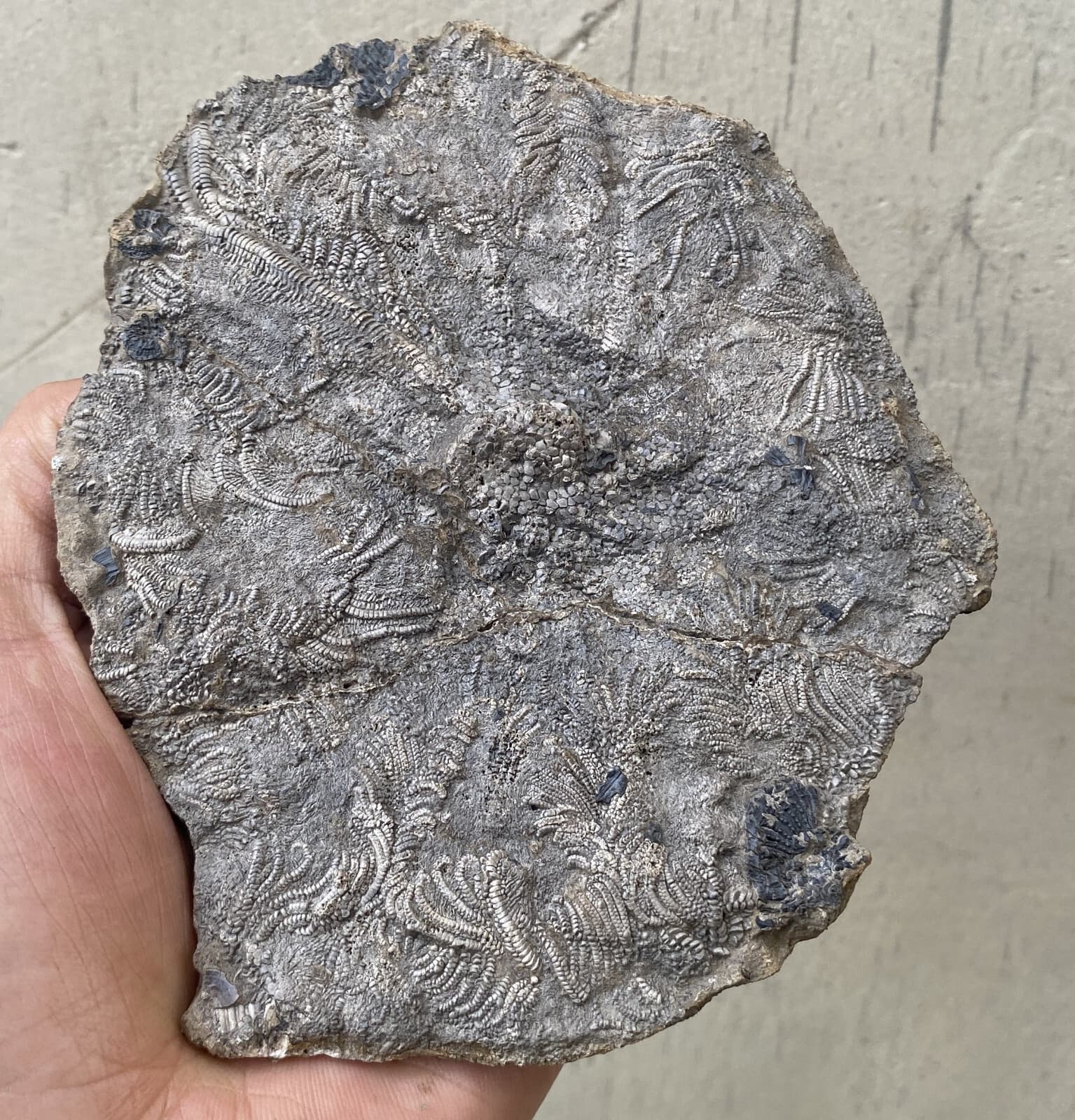 Natural Devonian prehistoric Jurassic biota crinoids Fossils