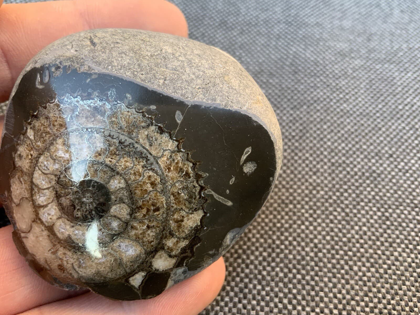Polished Fossil Ammonite Paperweight, Dactylioceras sp, Whitby, Yorkshire Coast 4