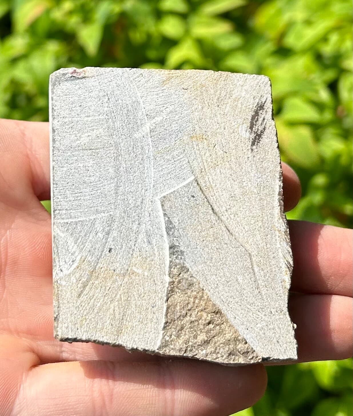 Rare Fossil Crinoid in Matrix Camptocrinus alabamensis Alabama Bangor Limestone 5