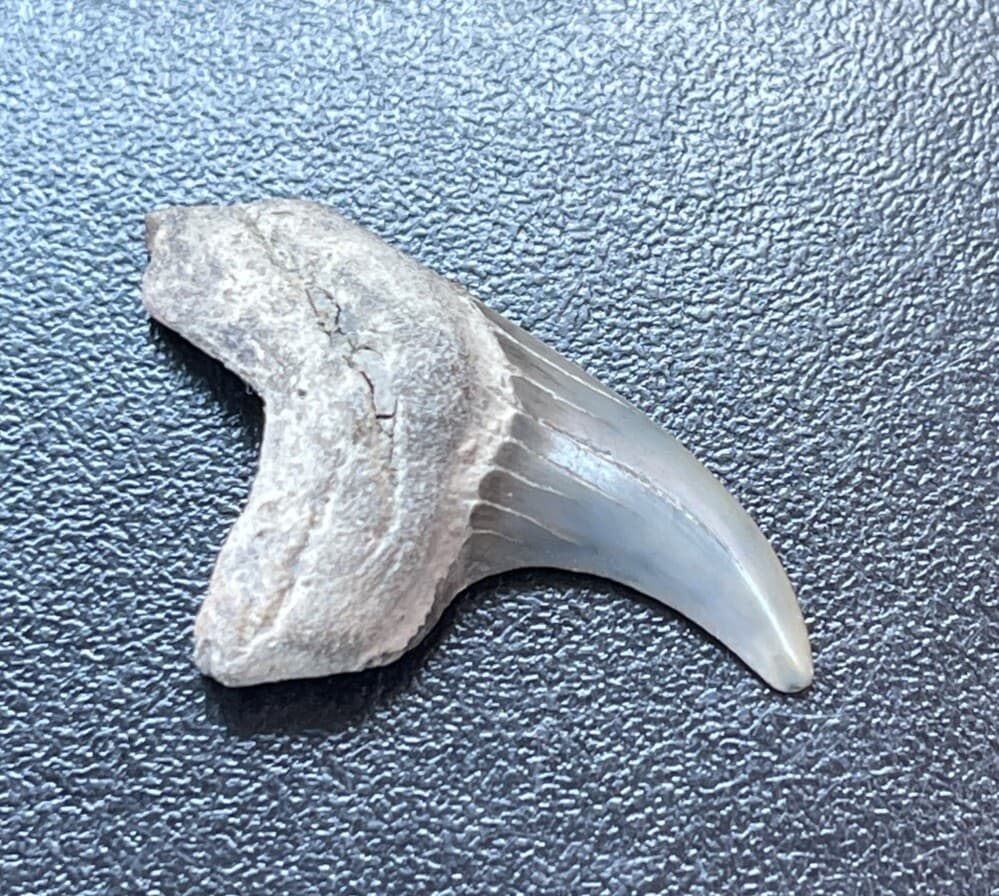 Fossilized Parotodus benedeni Shark  Tooth 3
