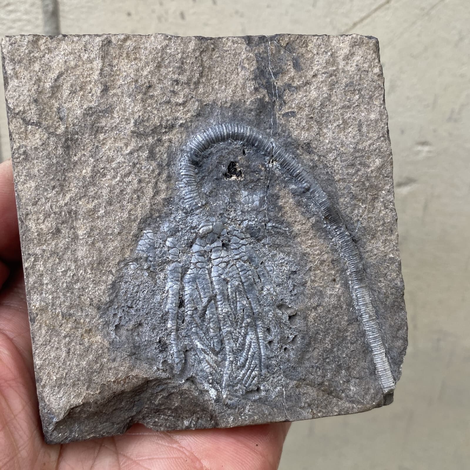 Natural Devonian prehistoric Jurassic biota crinoids Fossils