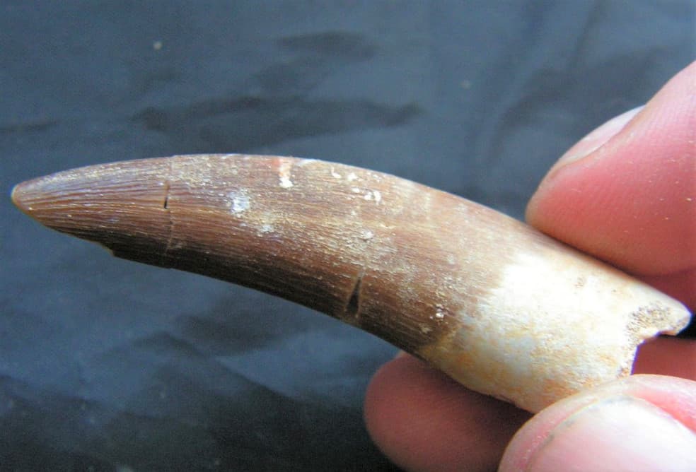 ELASMOSAURUS TOOTH PLESIOSAUR REPTILE FOSSIL EXTINCT SEA DINOSAUR ANCIENT RELIC