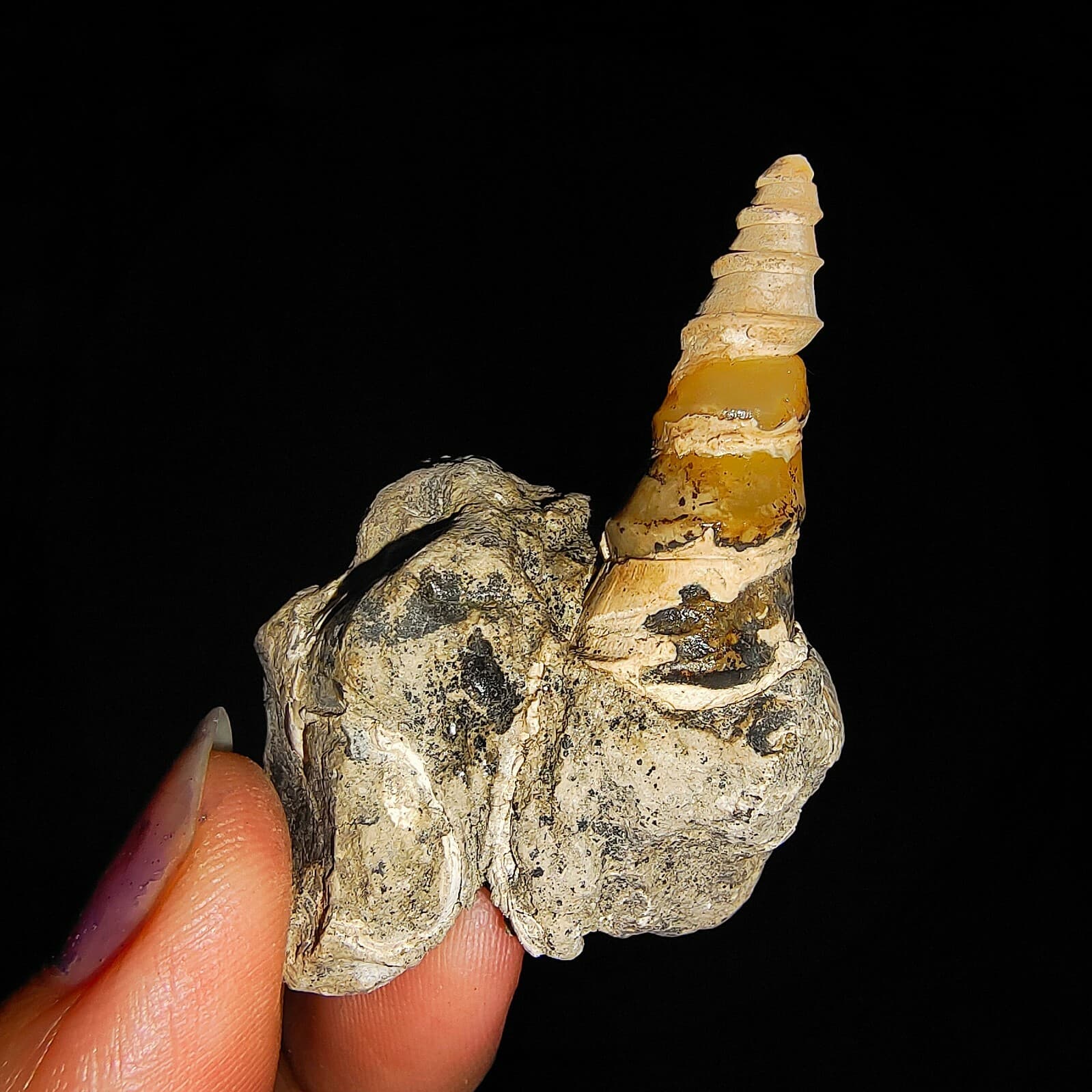 SEA SHELL FOSSIL, GASTROPODA, THIARIDAE ON MATRIX, FROM JAVA, INDONESIA, 30MM 6