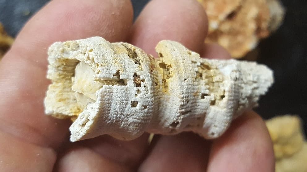 13 Horn Coral Fossils Cheatam Co TN Specimens 4