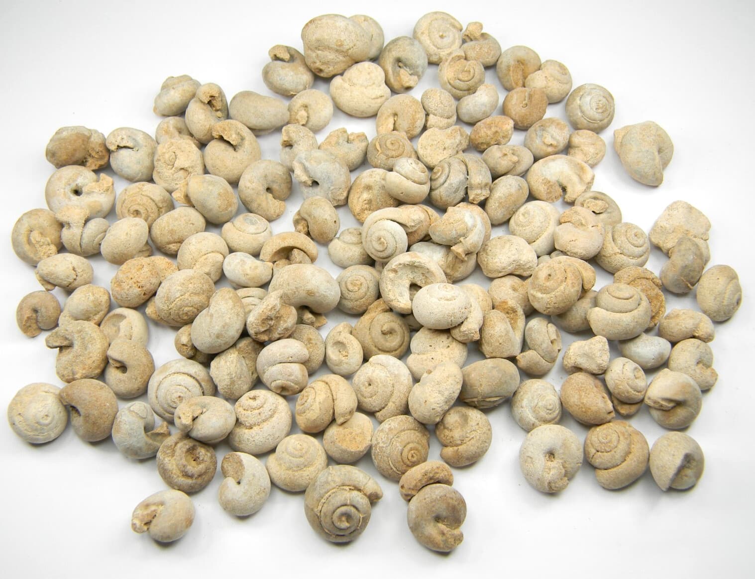 Fossil Gastropods Sea Snails Lot Morocco 358 grams 2