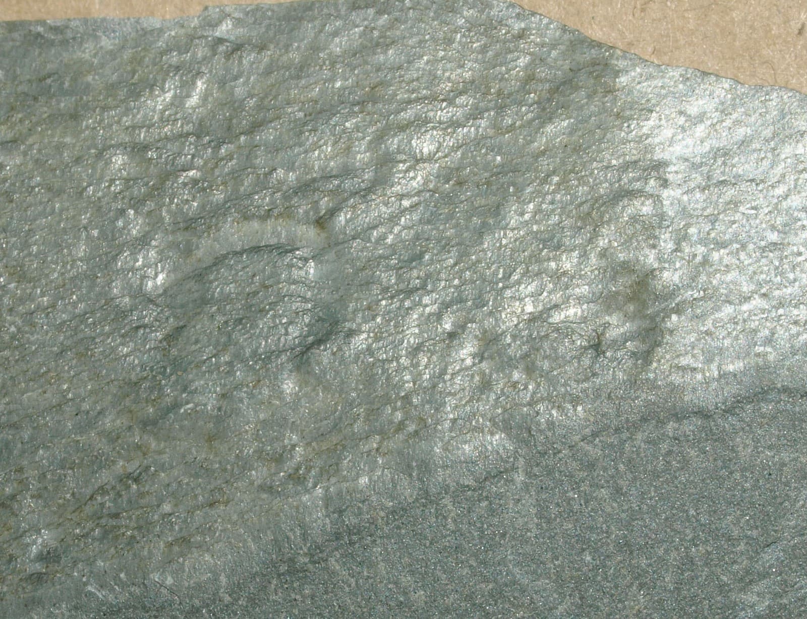 Ediacarian age fossils, Arctic Norway -SLAB with Aspidella sp. 3