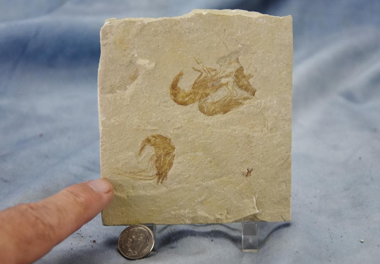 Lebanese Three (3) Shrimp Fossil 96 million year old Real Dino age Fossil 5024aa 4