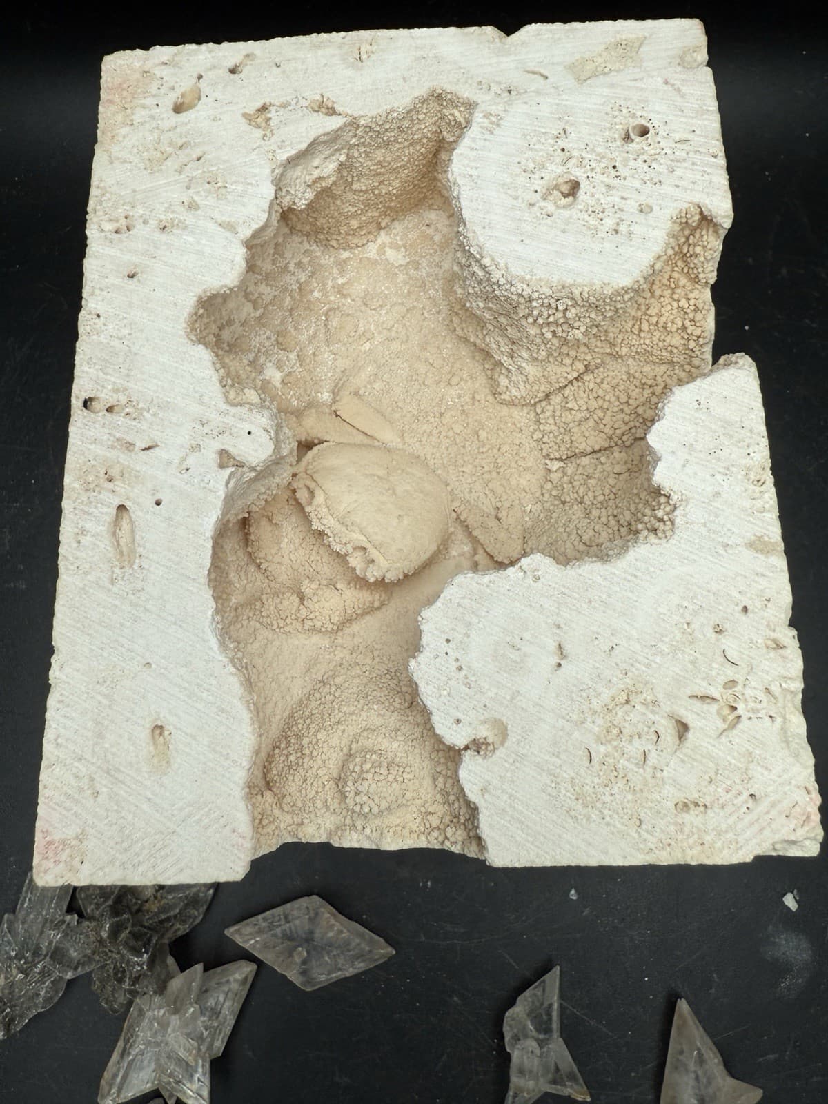 2.3” Inch Amazing Fossilized Potamon Crab In Travertine Turkey UV Reactive