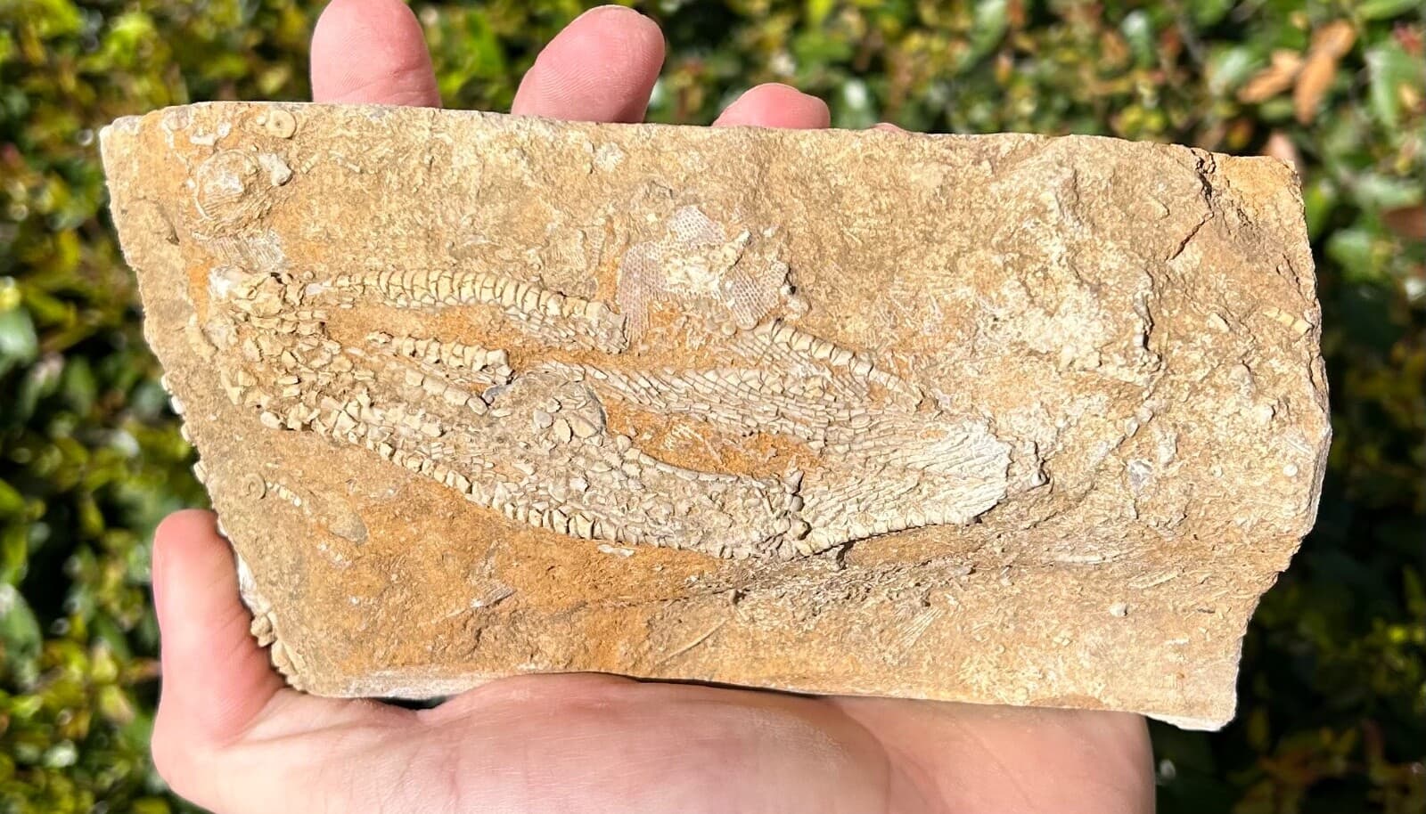 Alabama Fossil Crinoid in Matrix Phacelocrinus Bangor Limestone Formation 5