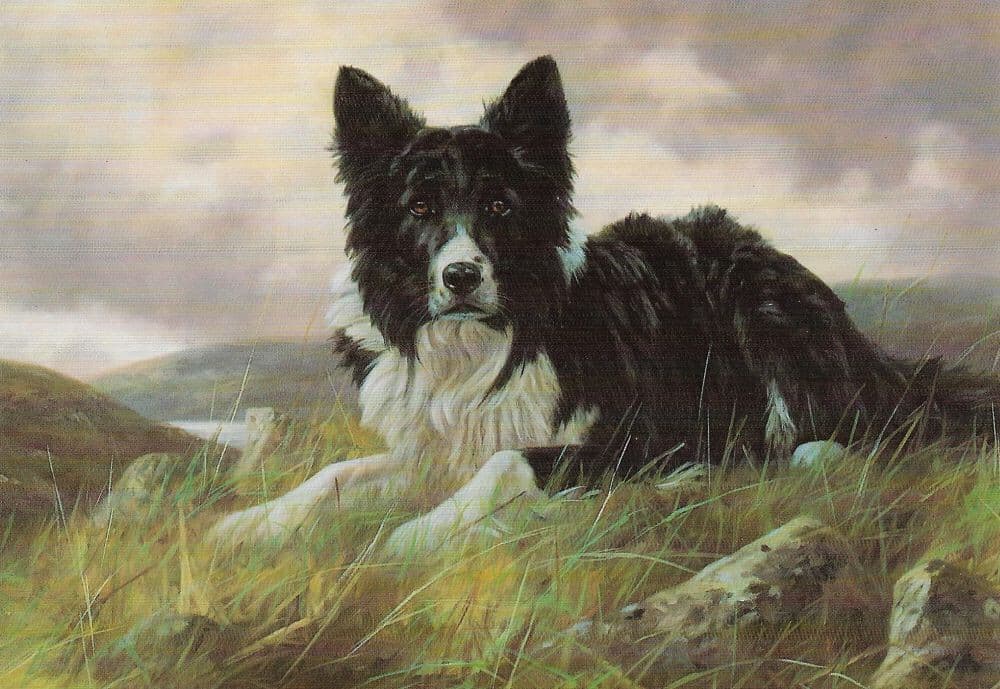 Border Collie Note Card  ~ by Artist John Trickett ~ Collie On The Hillside