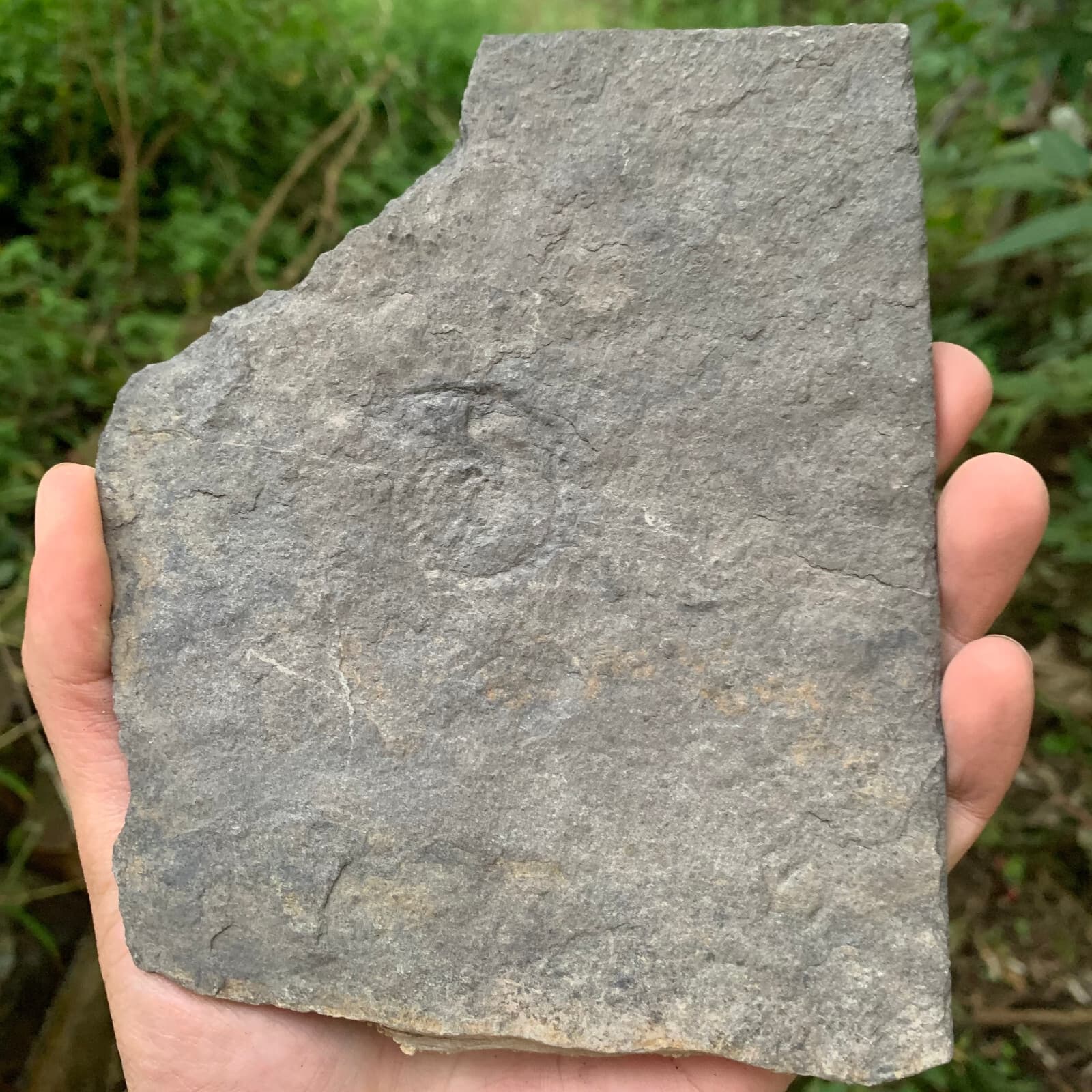 Fossils of crinoids from the prehistoric Jurassic biota of China 5