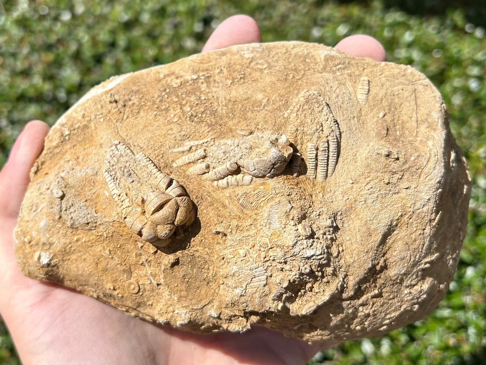 TRIPLE Fossil Crinoids in Matrix Cymbiocrinus Agassizcrinus Alabama Bangor Fm 4