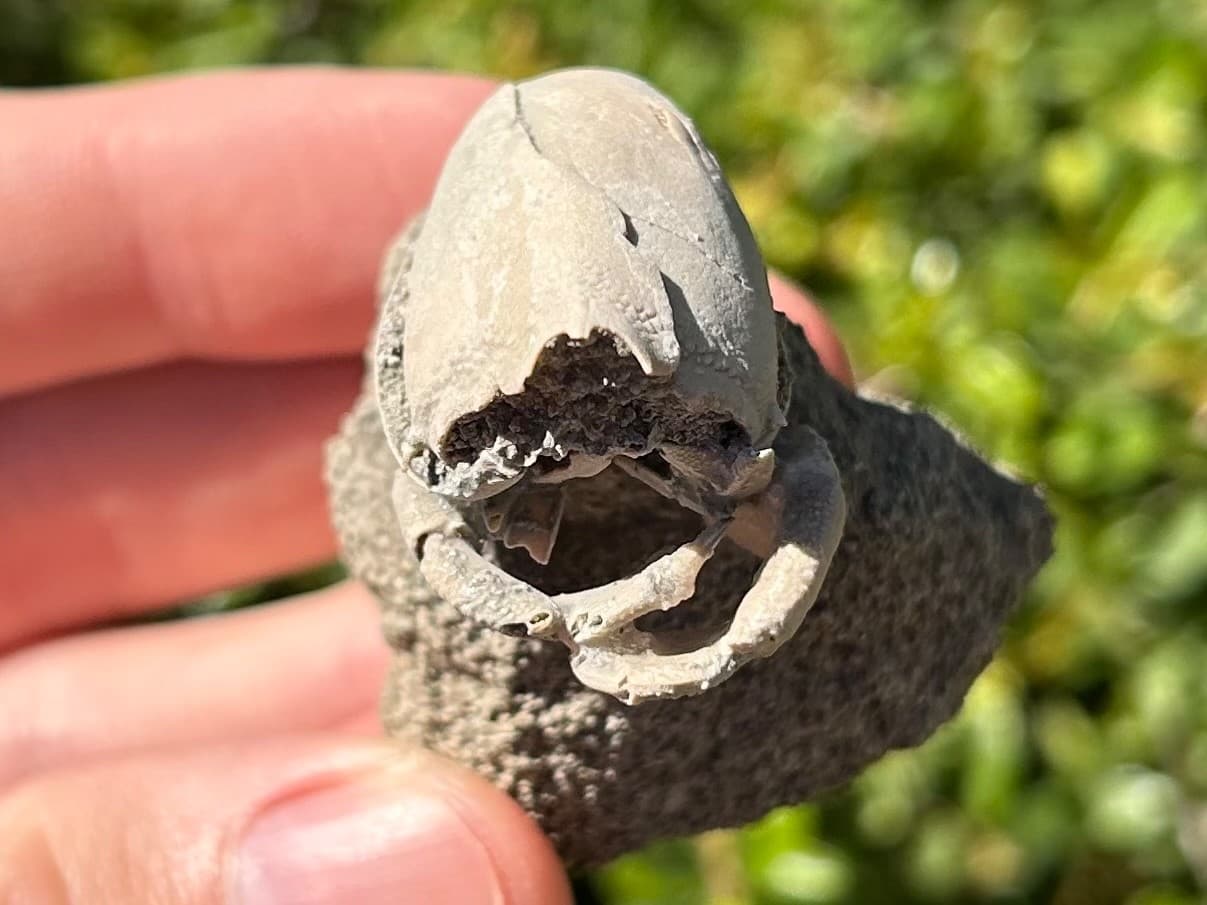 Florida Fossil Crab in Matrix Ranilia muriceta Pliocene Age Crustacean Rare 2